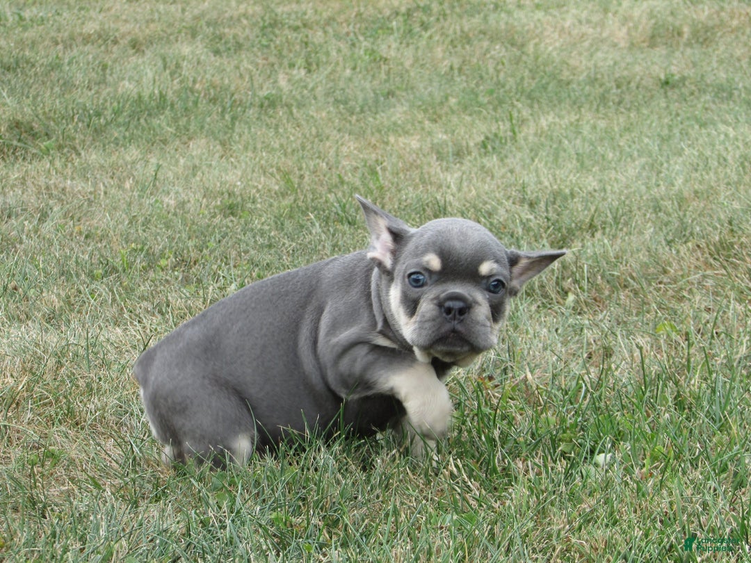 French Bulldog dogs for sale: Janice - Ad 2