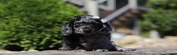 Dachshund dogs for sale: Brielle (AKC) - Ad 4