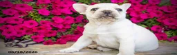 French Bulldog dogs for sale: Klondike - Ad 3