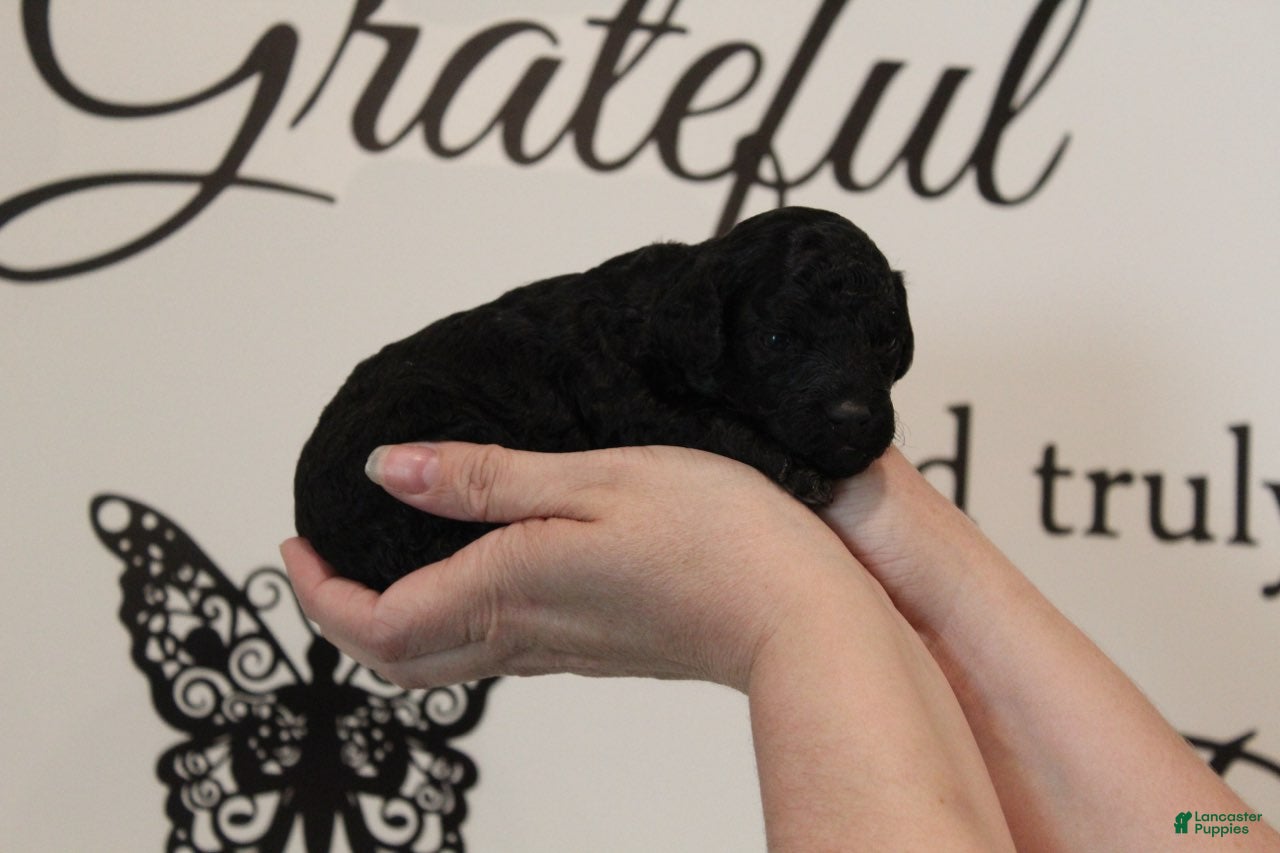 Toy Poodle dogs Girl  - Ad 2