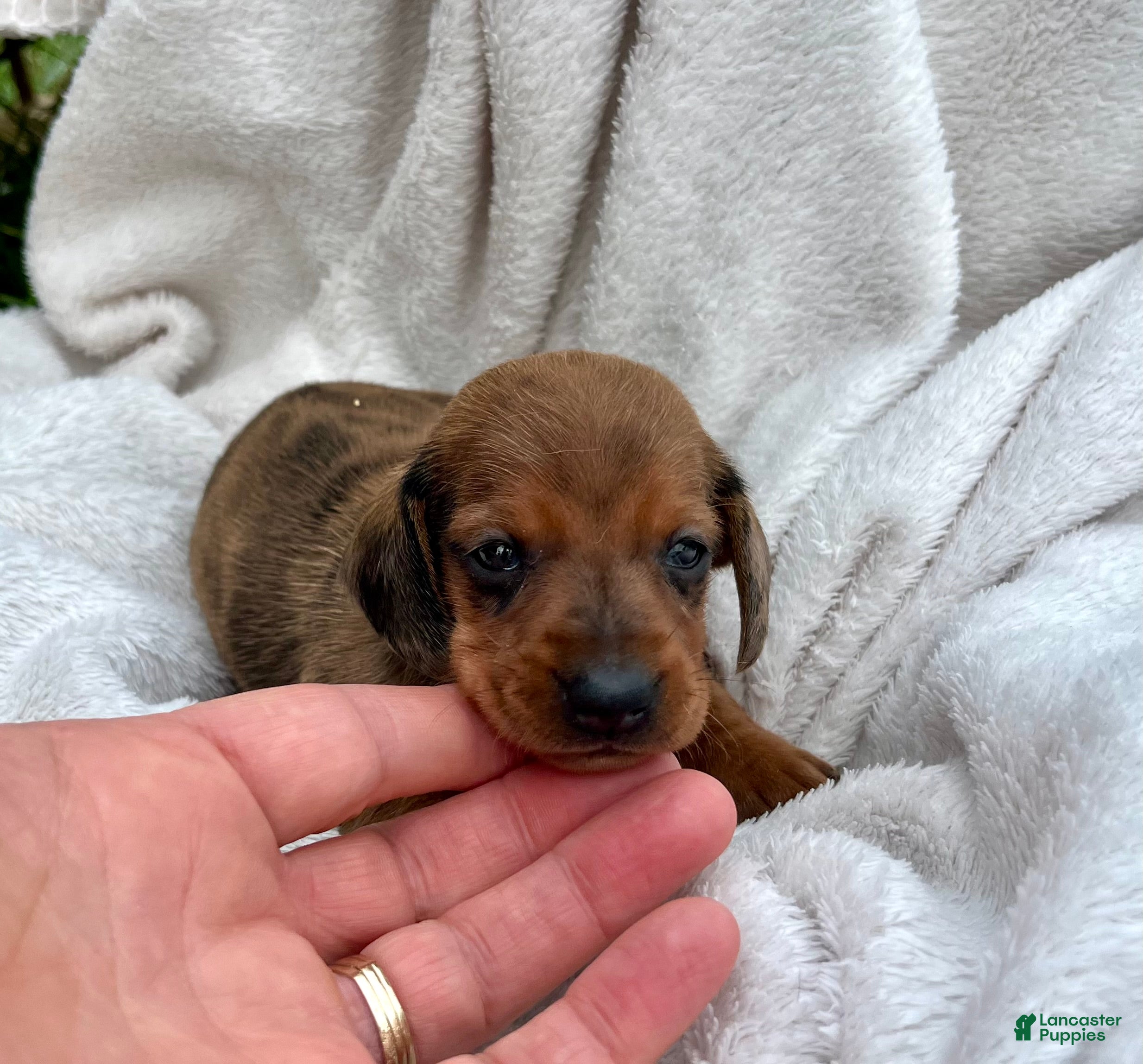 Dachshund dogs Charlie❤️ACARegistered🐾 - Ad 19