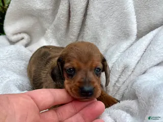 Dachshund dogs Charlie❤️ACARegistered🐾 - Ad 19