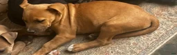 American Pit Bull Terrier dogs for sale: American Pit Bull Terrier 9 - Ad 10