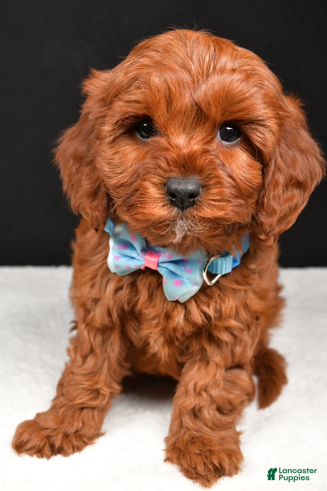 Cavapoo dogs for sale: Benji - Ad 7