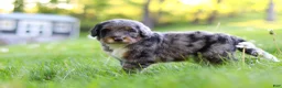Bernedoodle dogs for sale: Rambo - Ad 5