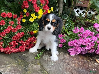 Cavalier King Charles Spaniel dogs Cavalier King Charles Spaniel Puppy 2 - Ad 10