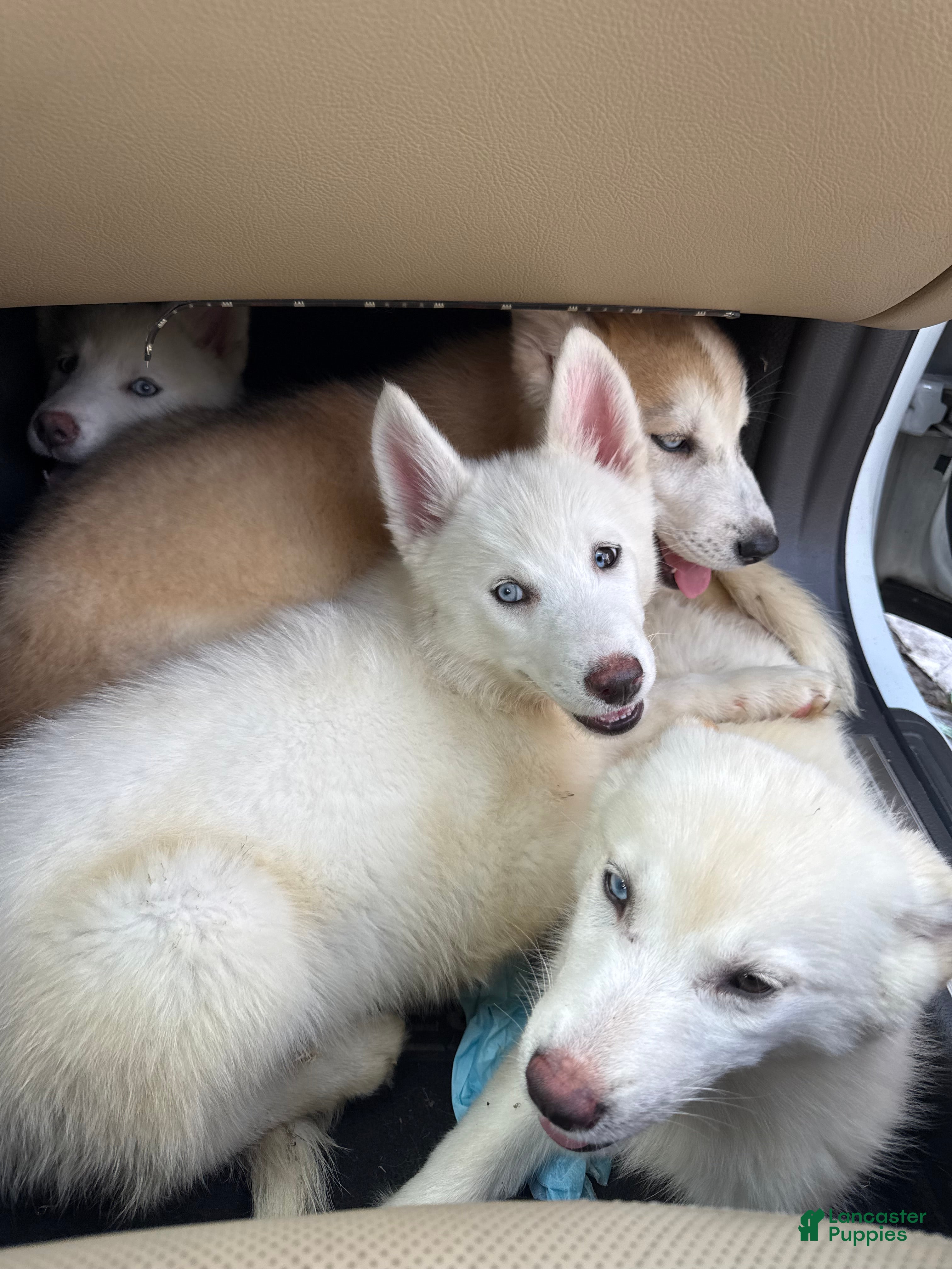 Siberian Husky dogs for sale: Siberian Husky Puppy 2 - Ad 1
