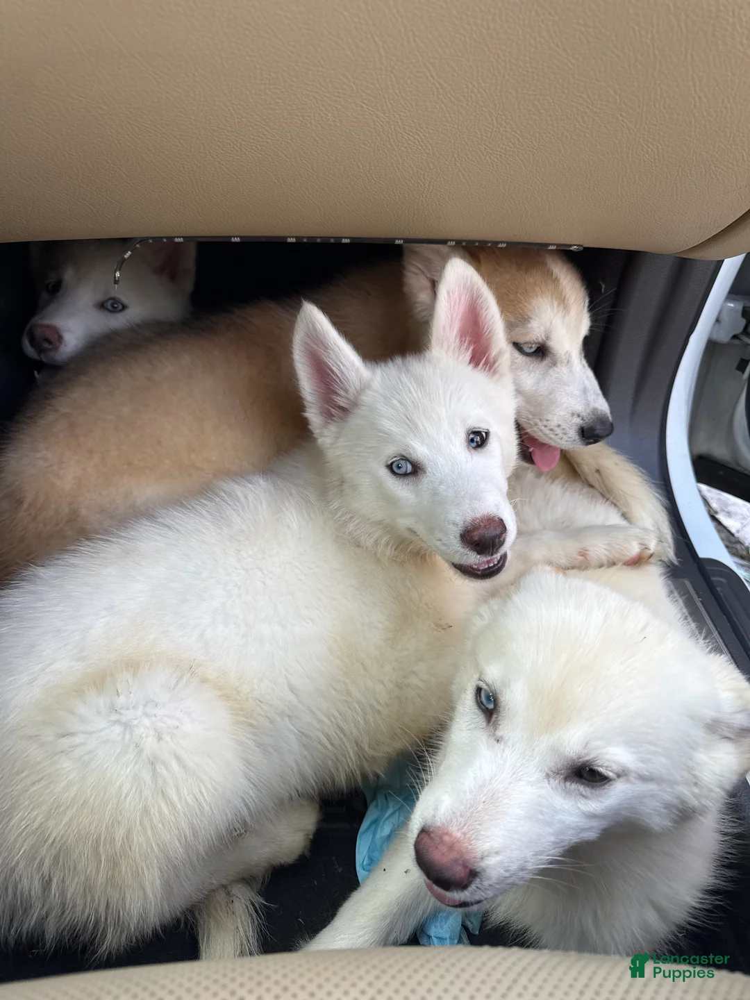Siberian Husky dogs for sale: Siberian Husky Puppy 2 - Ad 1