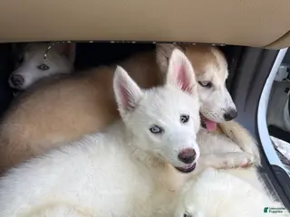 Siberian Husky dogs for sale: Siberian Husky Puppy 2 - Ad 1