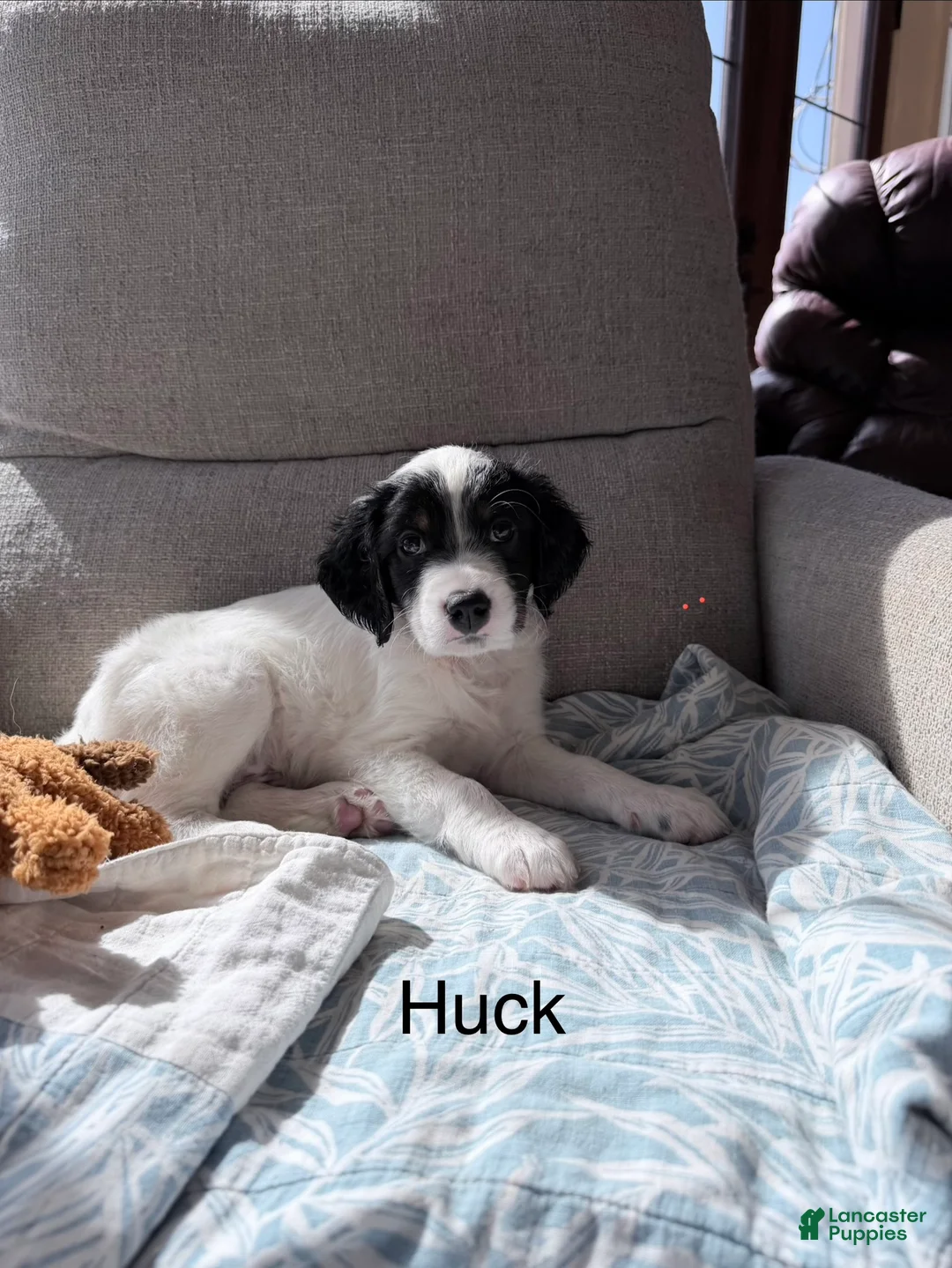 English Setter dogs for sale: English Setter Puppy 6 - Ad 1