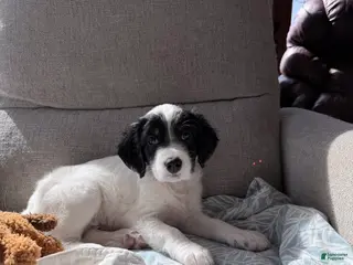 English Setter dogs for sale: English Setter Puppy 6 - Ad 2