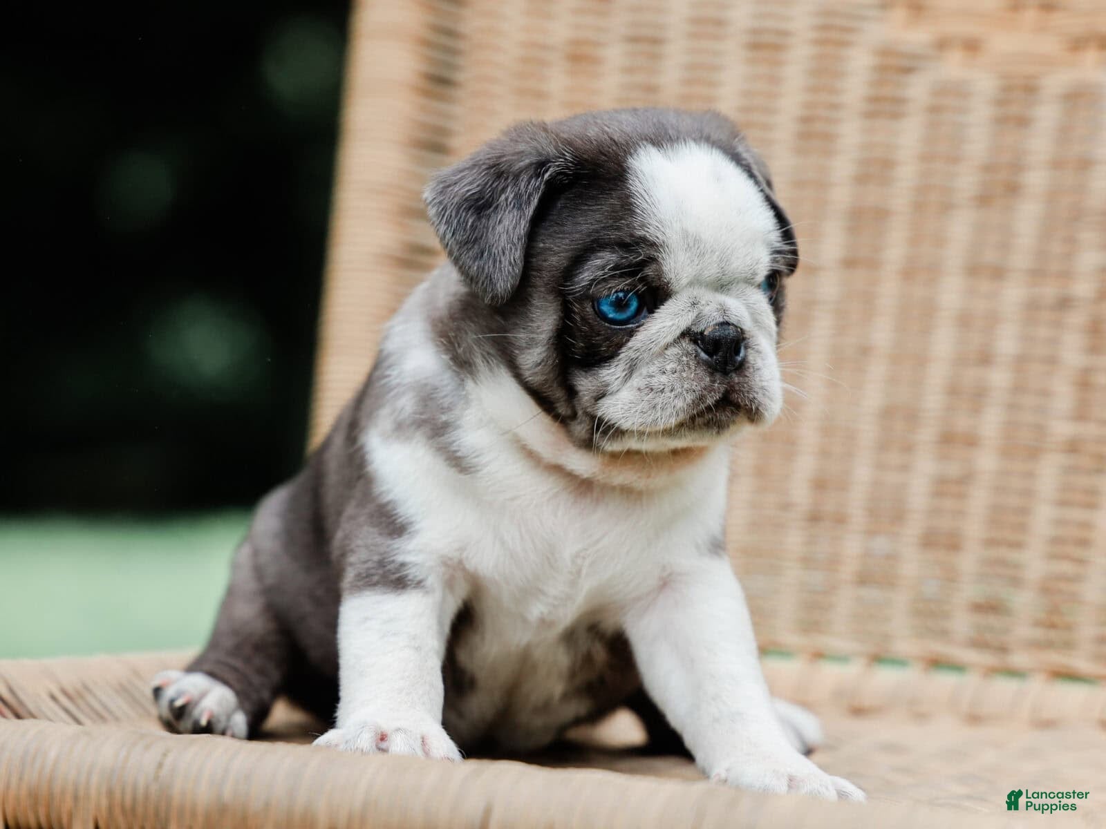 Pug dogs Jareb - Ad 2