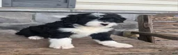 Mini Aussiedoodle dogs for sale: Patrick  - Ad 6