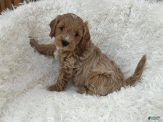 Mini Goldendoodle dogs - Ad 20