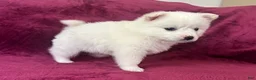 American Eskimo dogs for sale: Casey - Ad 2