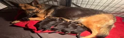 German Shepherd dogs for sale: German Shepherd Puppy 4 - Ad 3