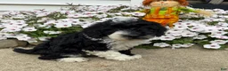 Miniature Poodle dogs for sale: Ricky - Ad 1