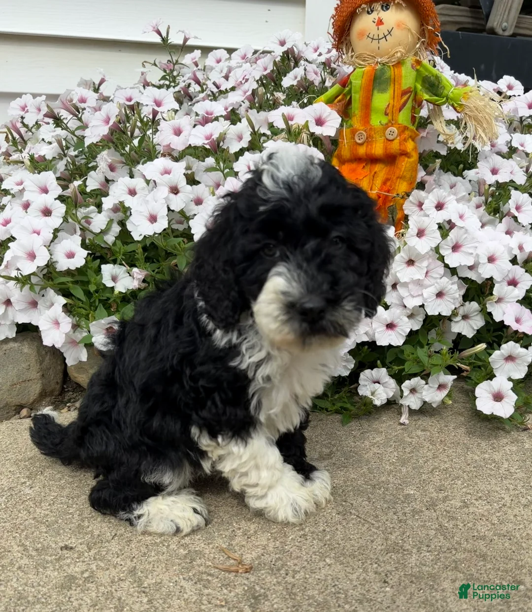 Miniature Poodle dogs for sale: Ricky - Ad 1
