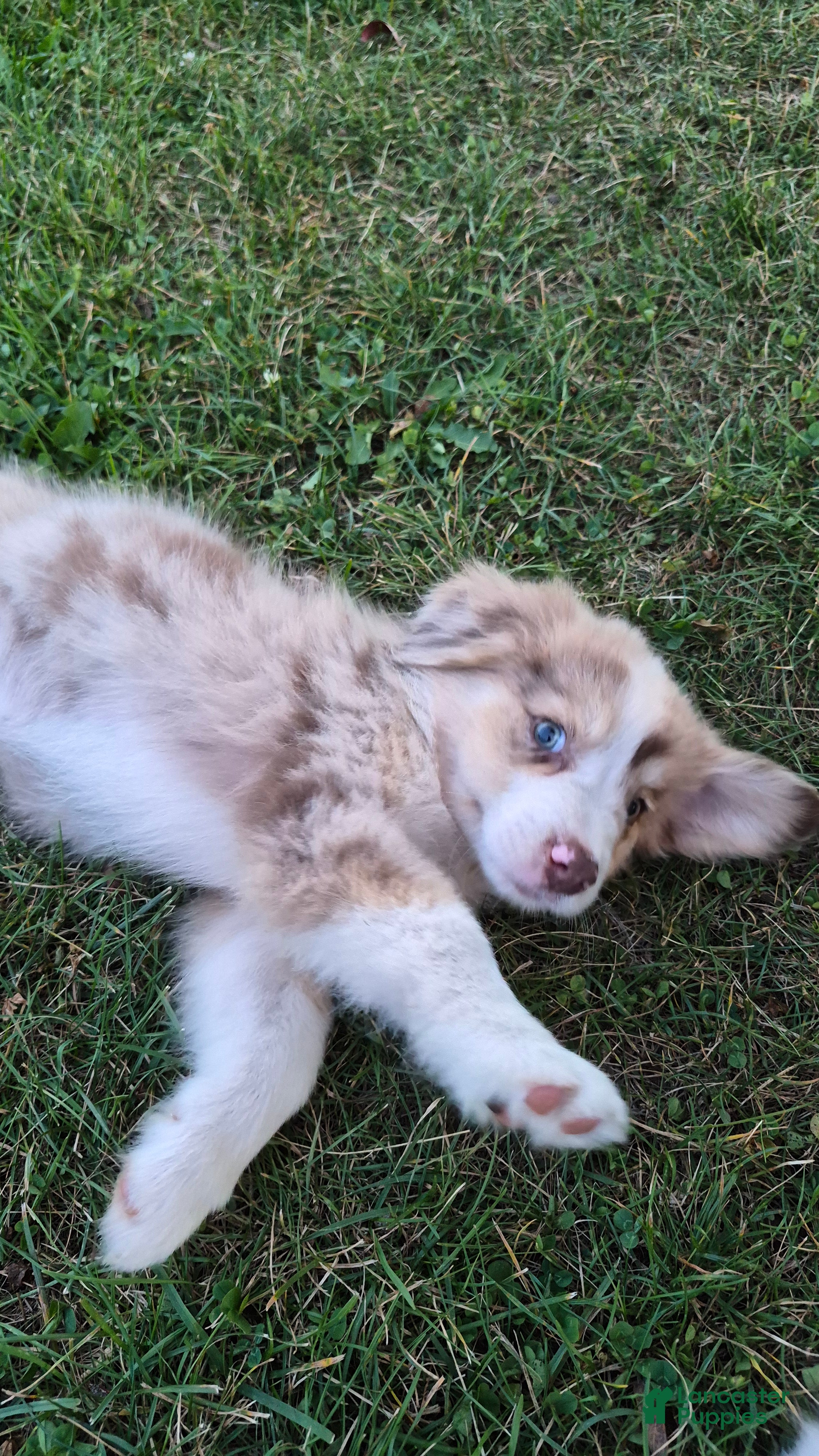 Australian Shepherd dogs Gretchen, A.S. 6 - Ad 2