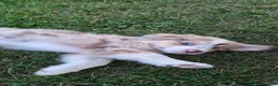 Australian Shepherd dogs for sale: Gretchen, A.S. 6 - Ad 2