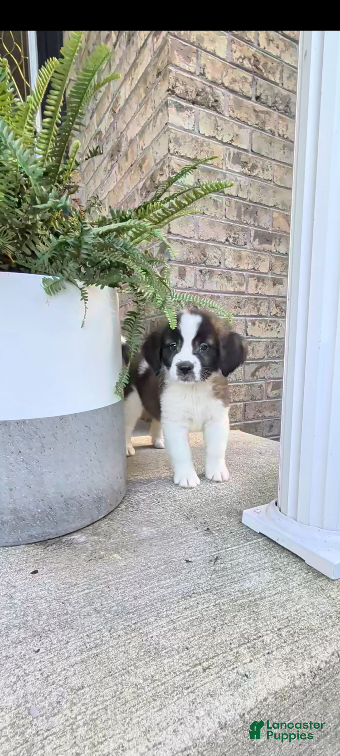 Saint Bernard dogs Tammy  - Ad 2