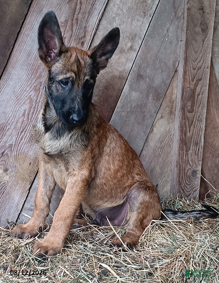 Belgian Malinois dogs Jim - Ad 2