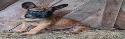 Belgian Malinois dogs for sale: Jim - Ad 2