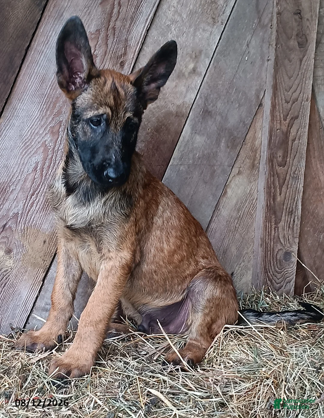 Belgian Malinois dogs for sale: Jim - Ad 2