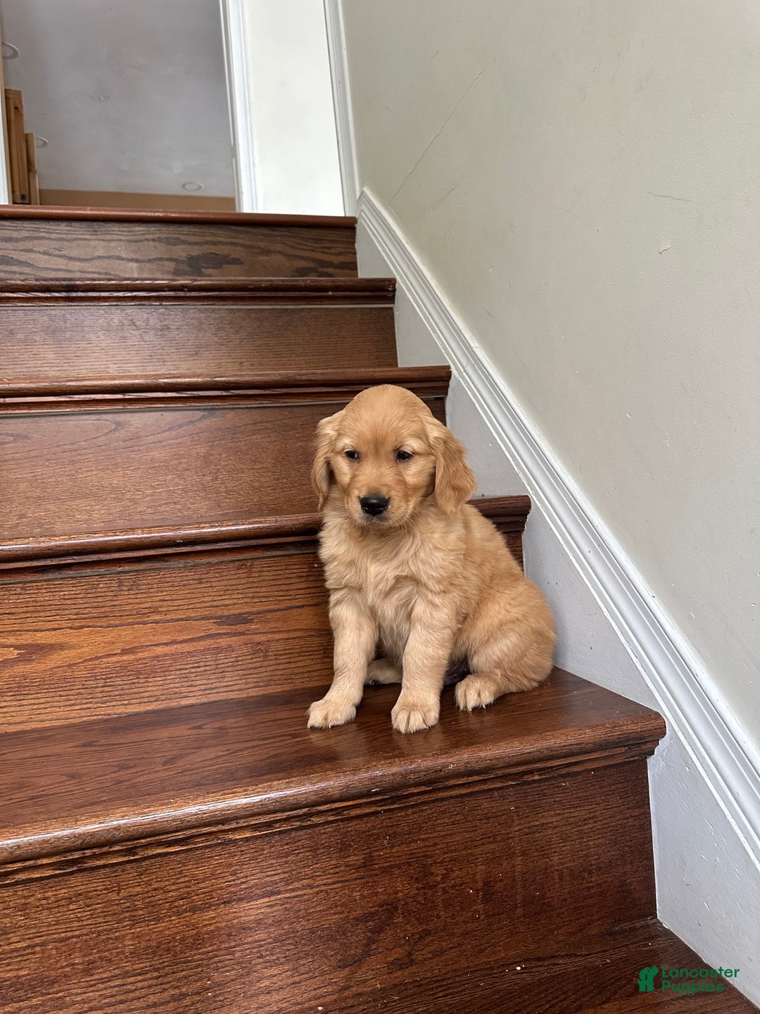 Golden Retriever dogs for sale: Guss - Ad 4