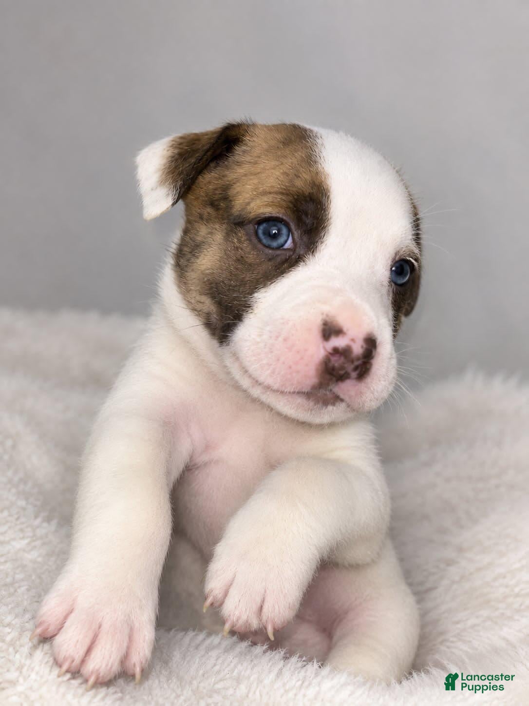 Mixed Breed dogs Mixed Breed 1 - Ad 32