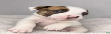 Mixed Breed 1