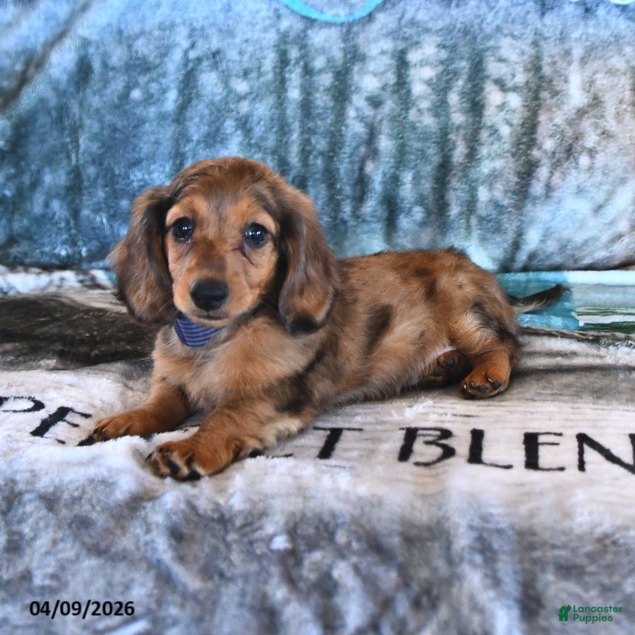 Miniature Dachshund dogs Chance - Ad 1