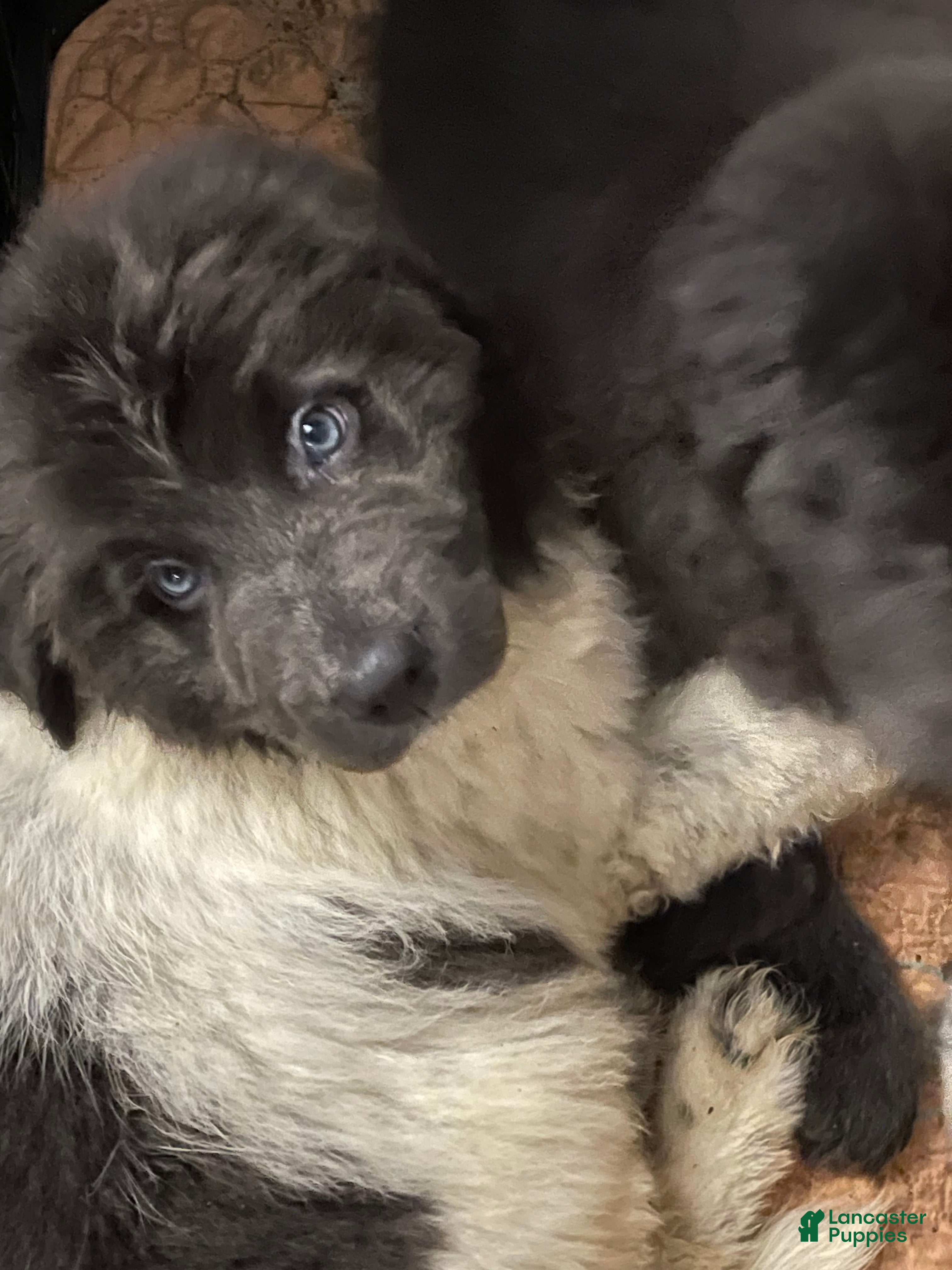 Newfoundland dogs Newfoundland Puppy 3 - Ad 37