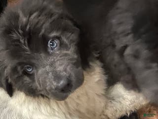 Newfoundland dogs Newfoundland Puppy 3 - Ad 22