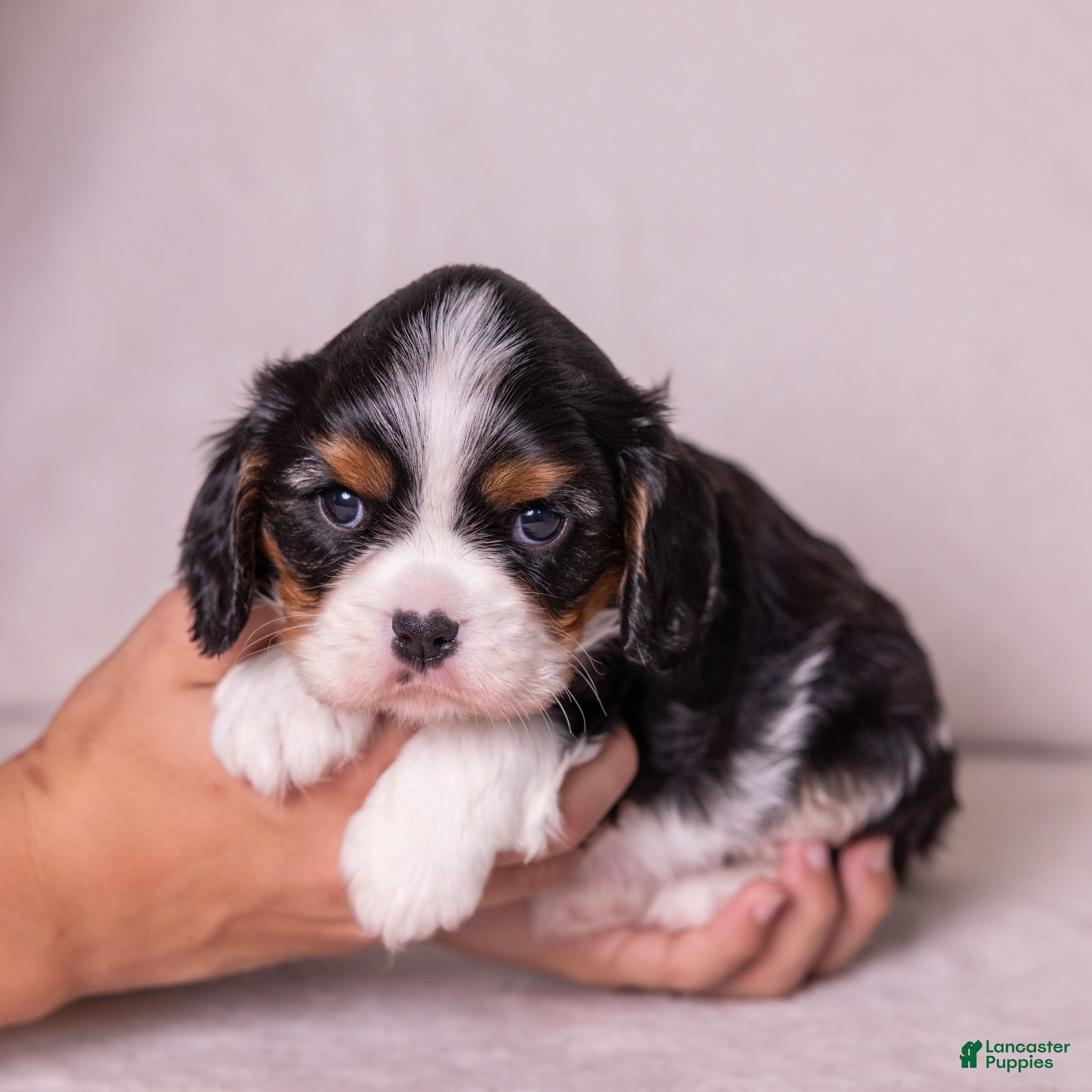 Cavalier King Charles Spaniel dogs Kudos - Ad 1