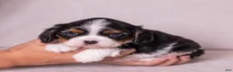 Cavalier King Charles Spaniel dogs for sale: Kudos - Ad 1