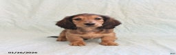 Miniature Dachshund dogs for sale: Joey - Ad 4
