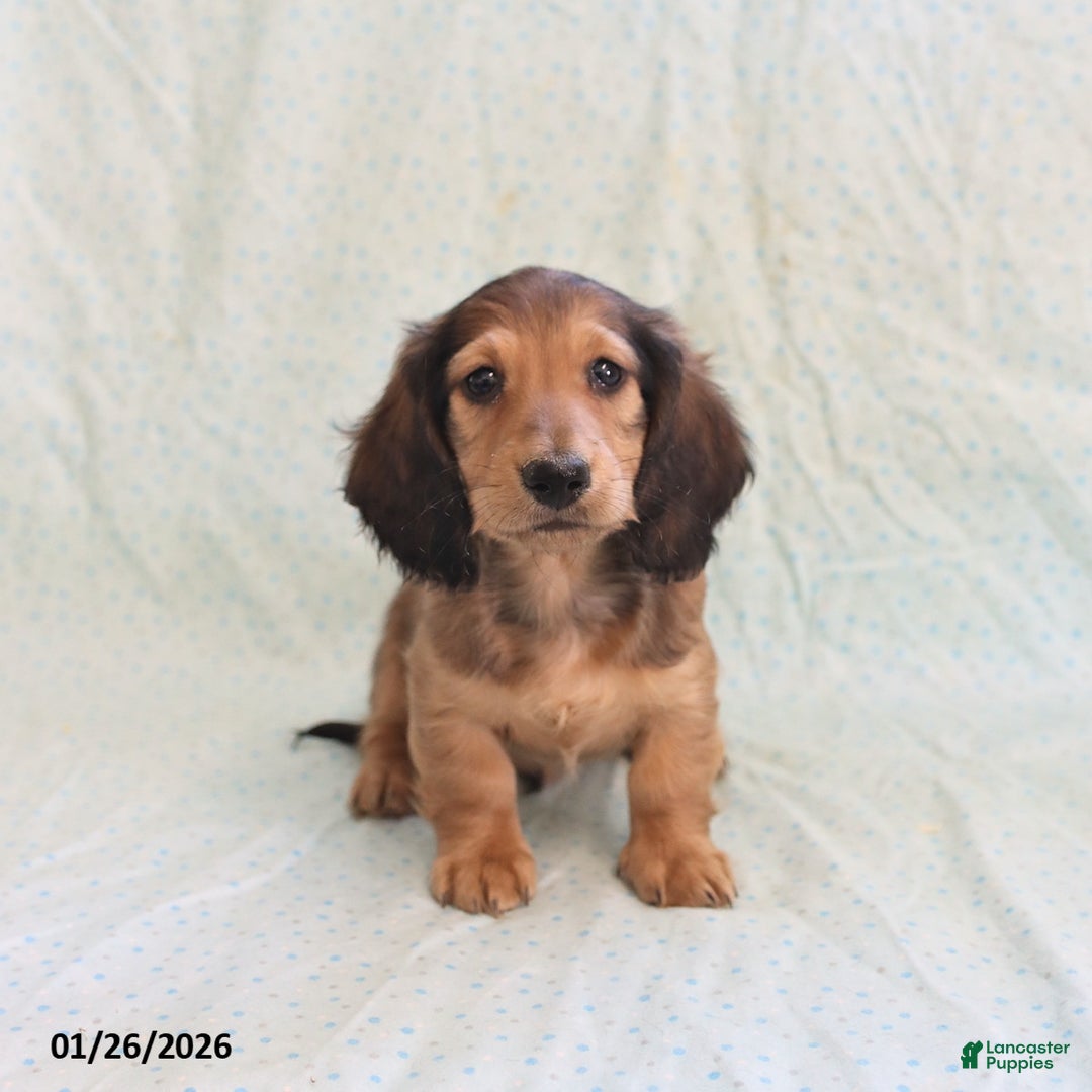 Miniature Dachshund dogs for sale: Joey - Ad 4