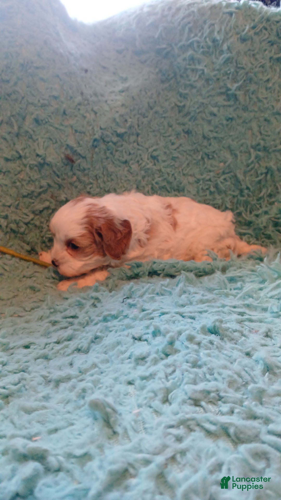 Cavapoo dogs for sale: Daisy - Ad 5