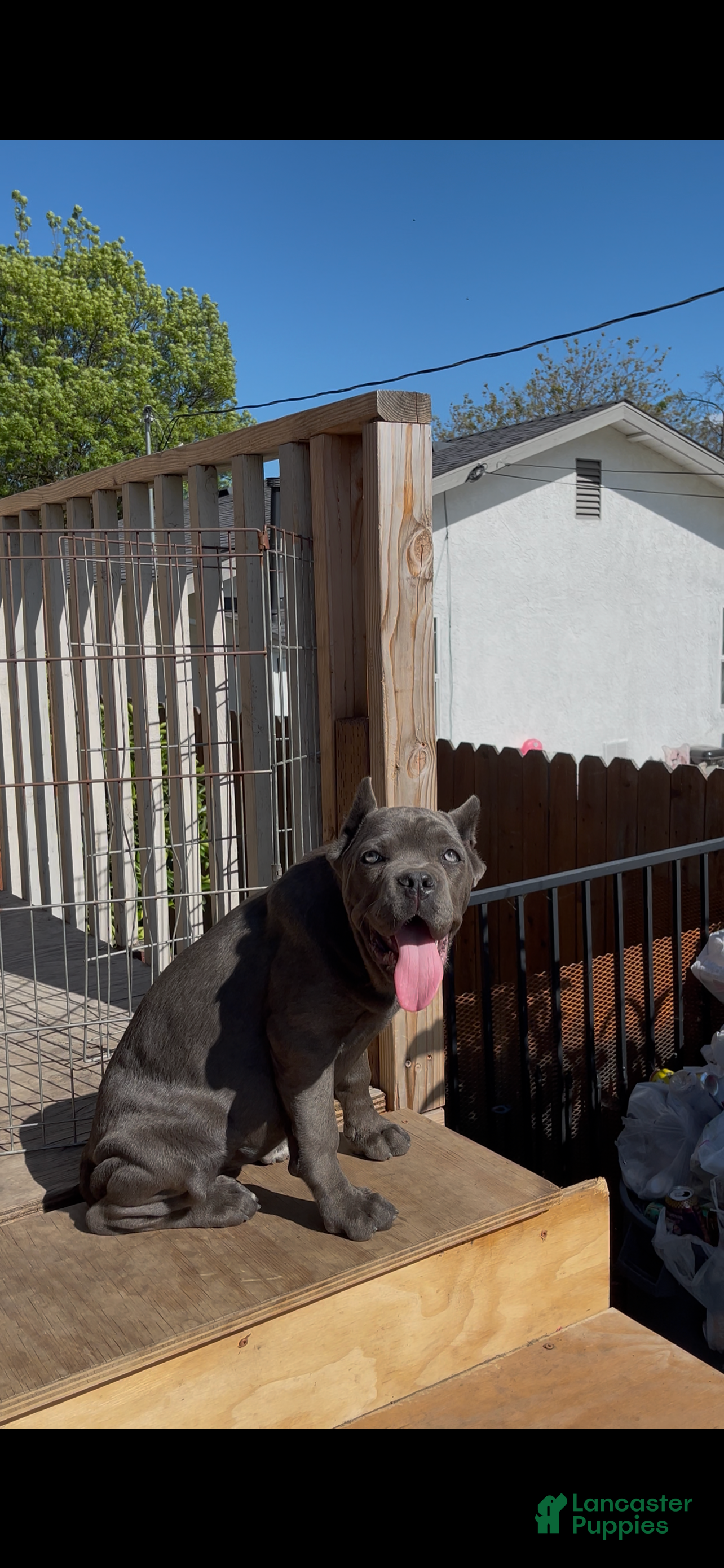 Cane Corso dogs for sale: Channel - Ad 1
