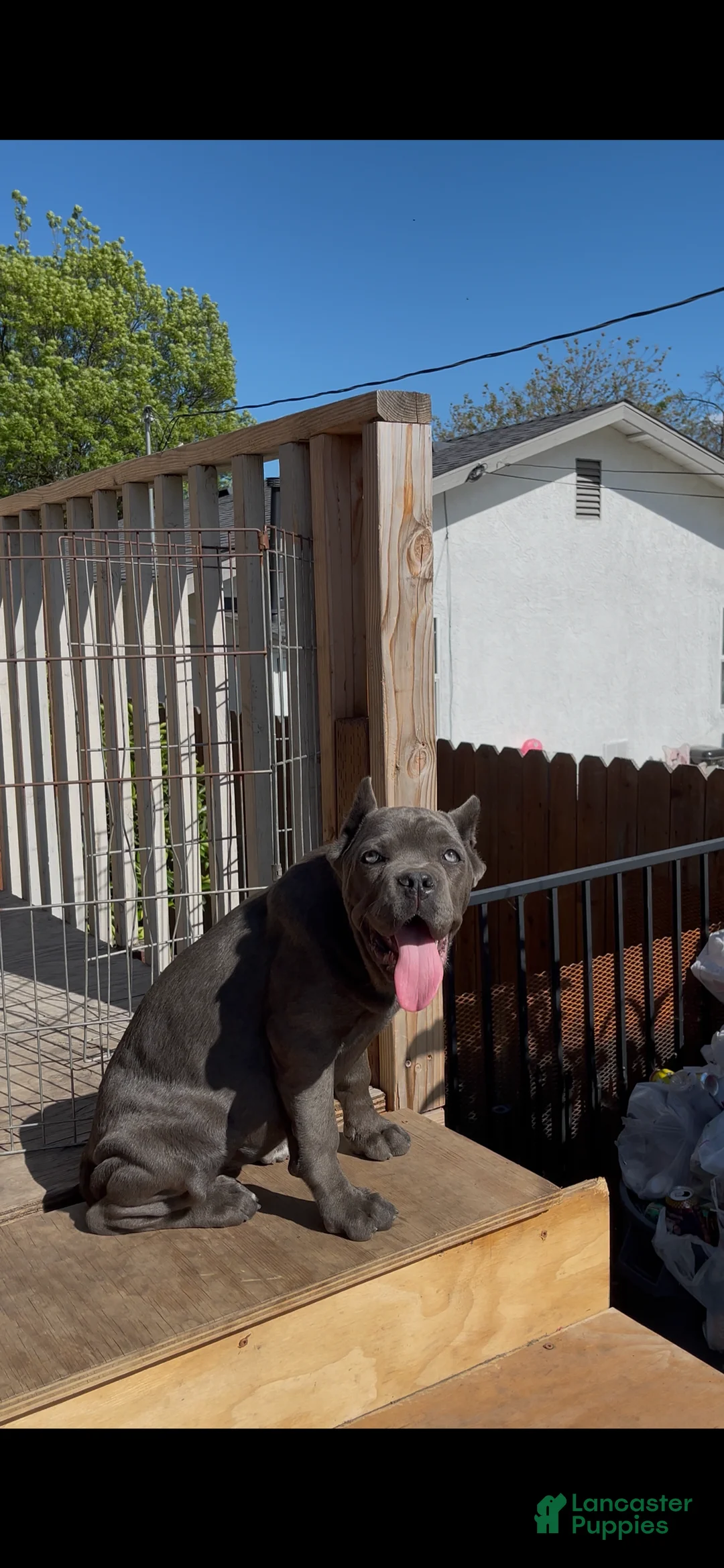 Cane Corso dogs for sale: Channel - Ad 1