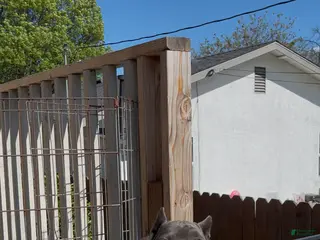 Cane Corso dogs for sale: Channel - Ad 1