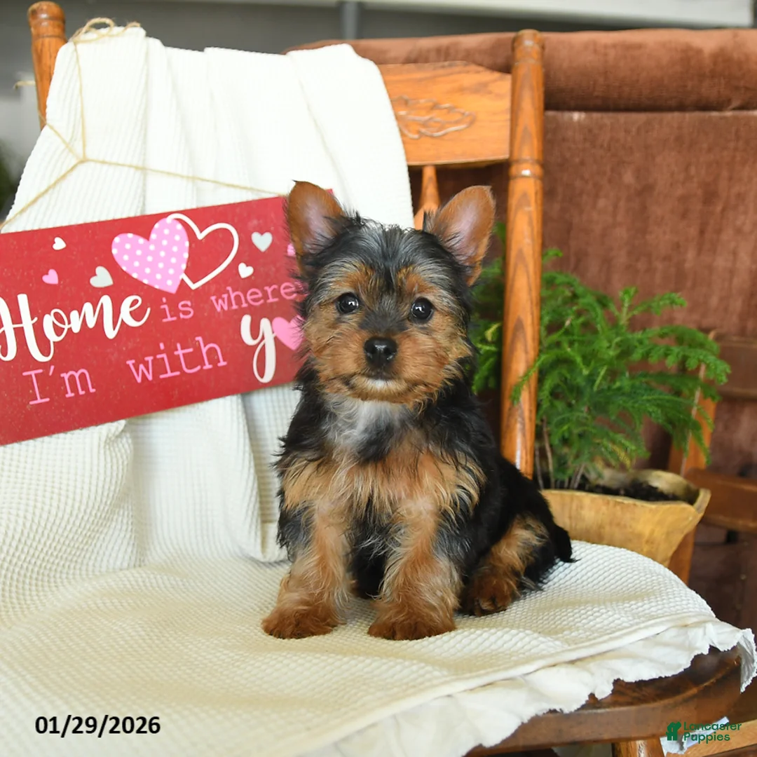 Yorkiepoo dogs for sale: Banjo - Ad 2