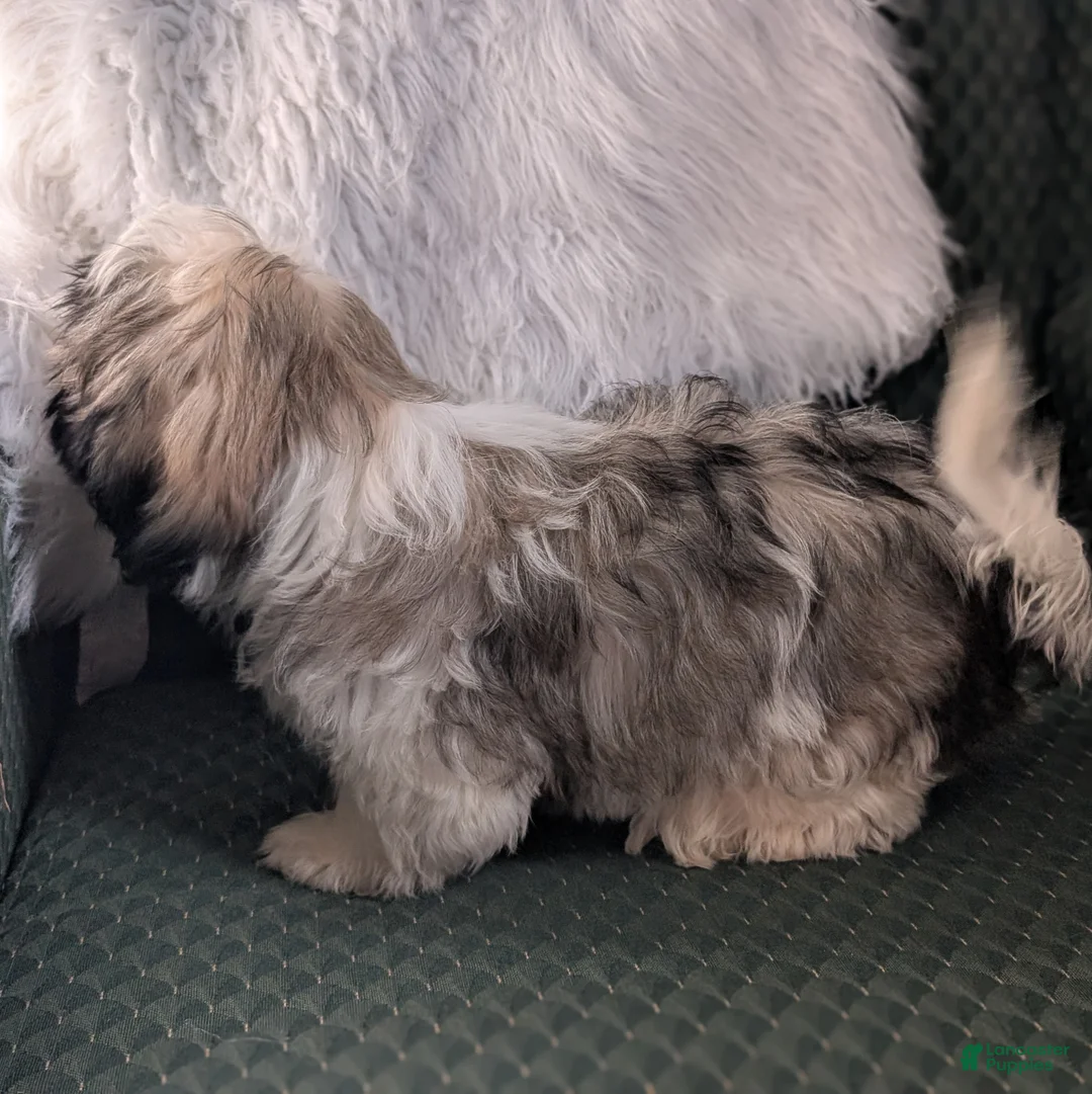 Shih Tzu dogs for sale: Stripes - Ad 2