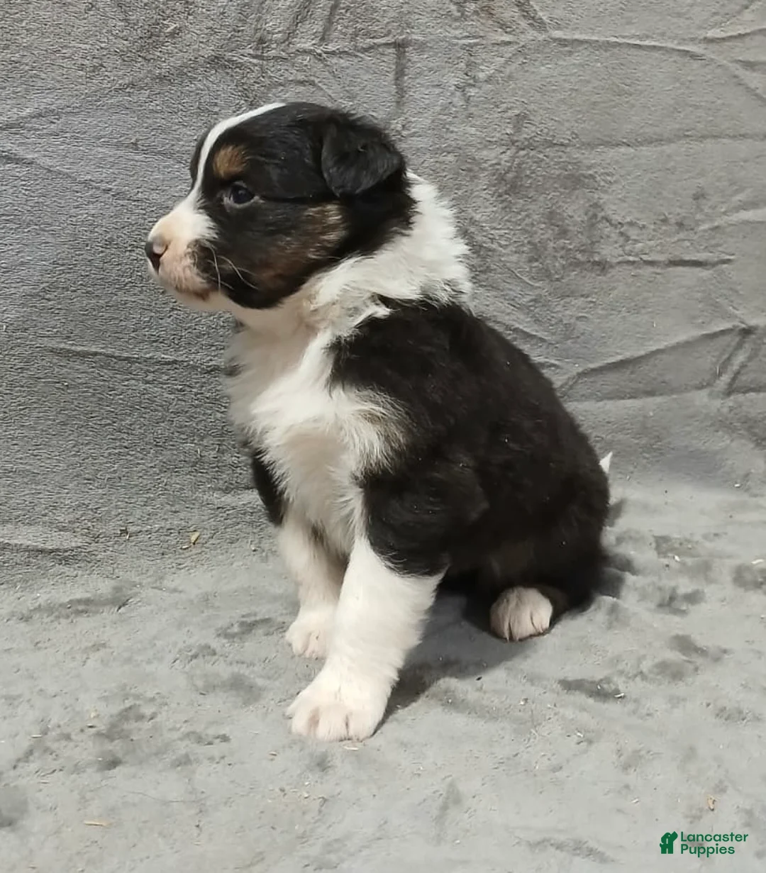 Australian Shepherd dogs for sale: Ariel - Ad 5