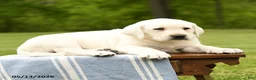 Labrador Retriever dogs for sale: Shiloh - Ad 5