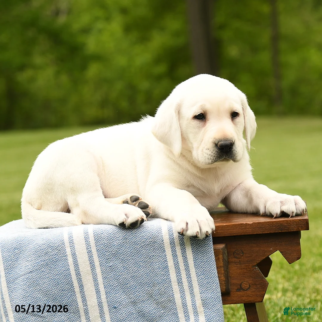 Labrador Retriever dogs for sale: Shiloh - Ad 5