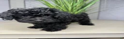 Shihpoo dogs for sale: Shihpoo 1 - Ad 3
