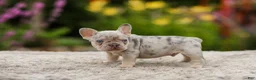 French Bulldog dogs for sale: Hugo - Ad 5