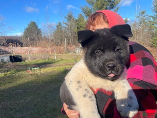 Akita dogs Thor - Ad 16